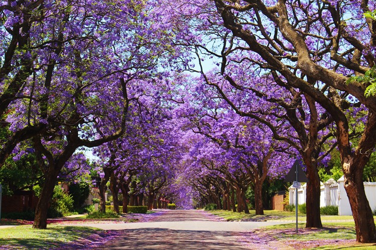 Jacaranda bomen in bloei, Pretoria, Zuid-Arika